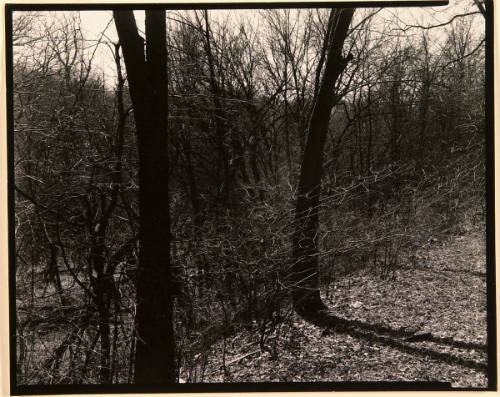 Kansas City (Trees)