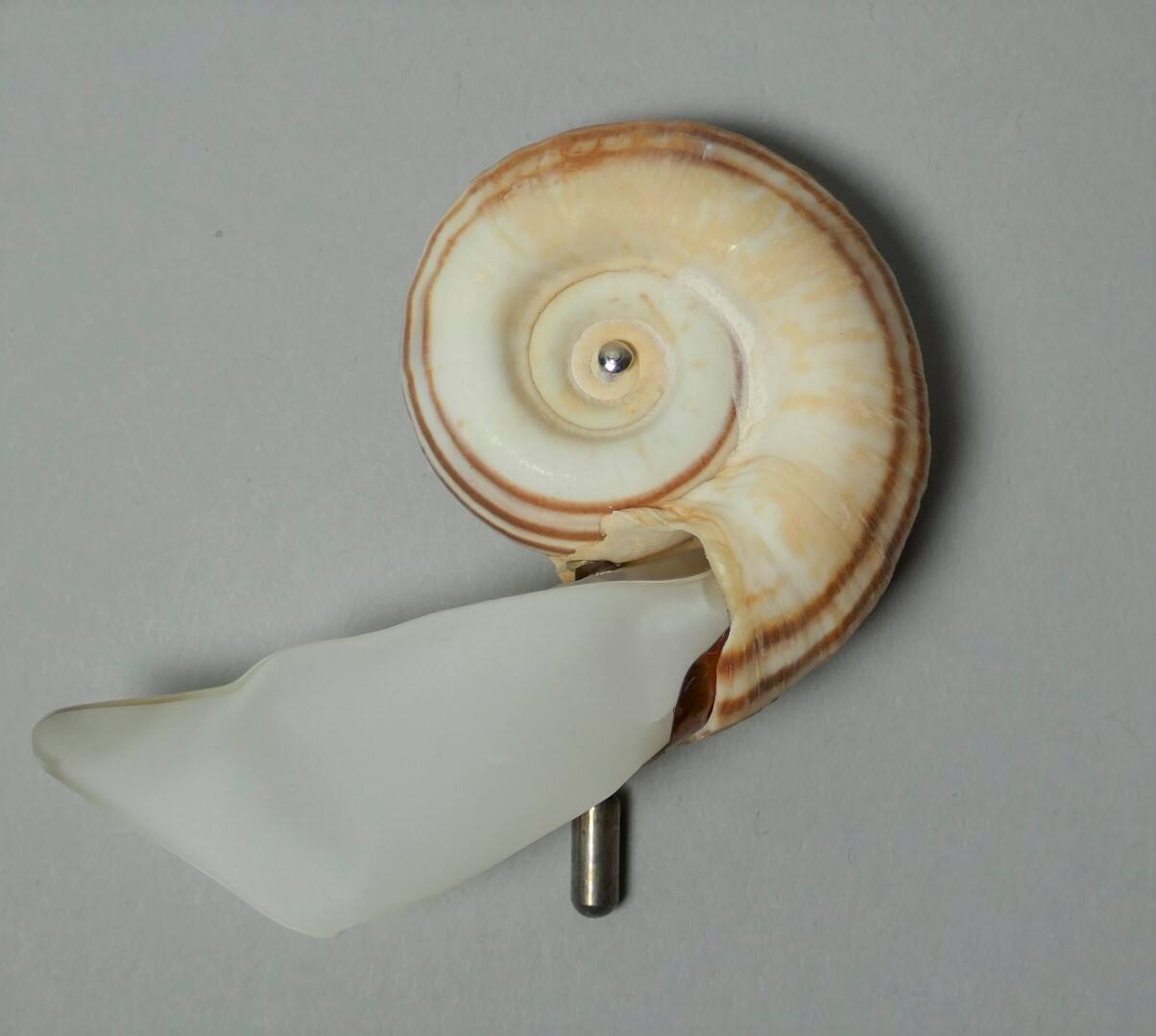 Pin