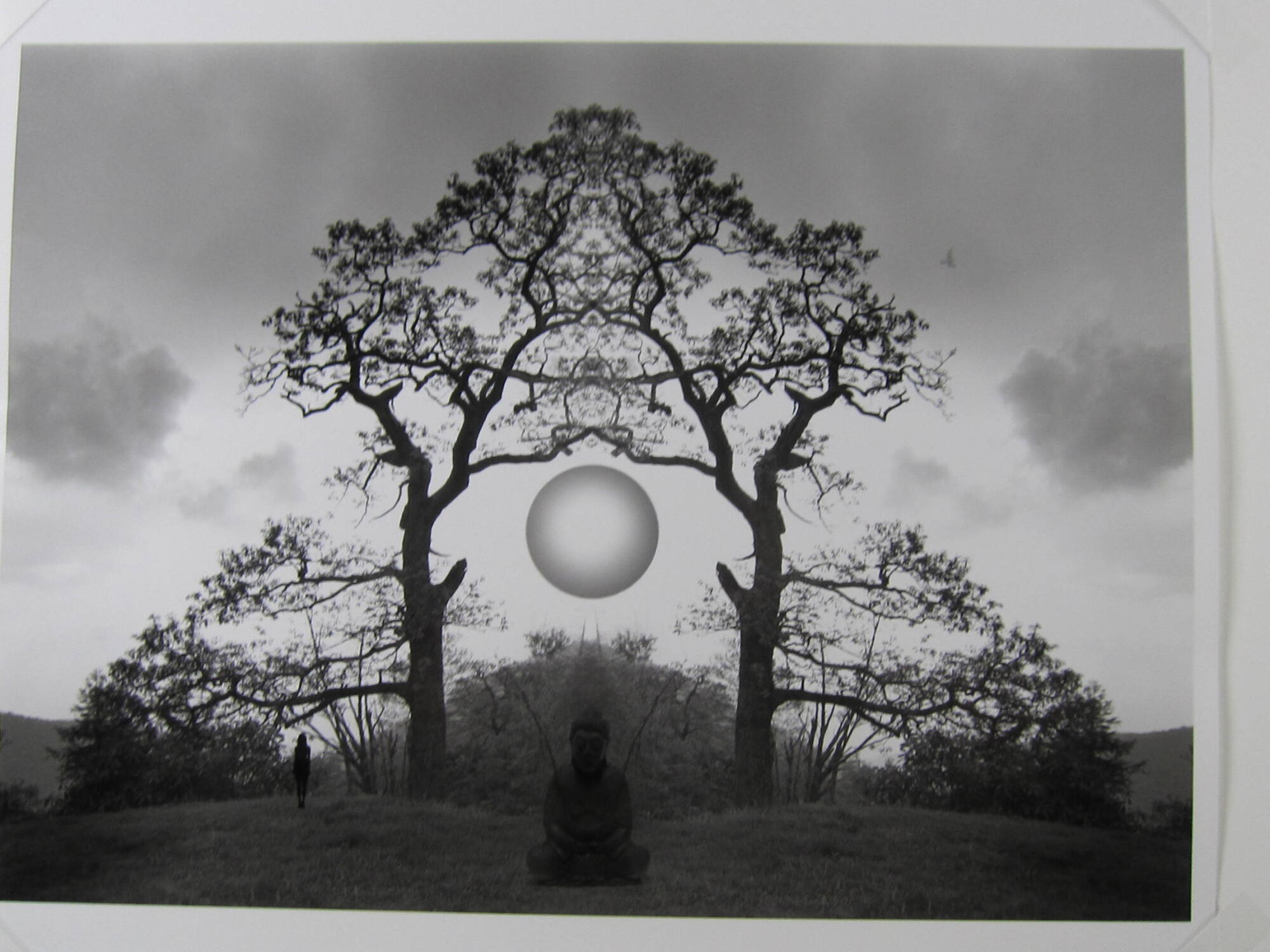 Meditation Tree