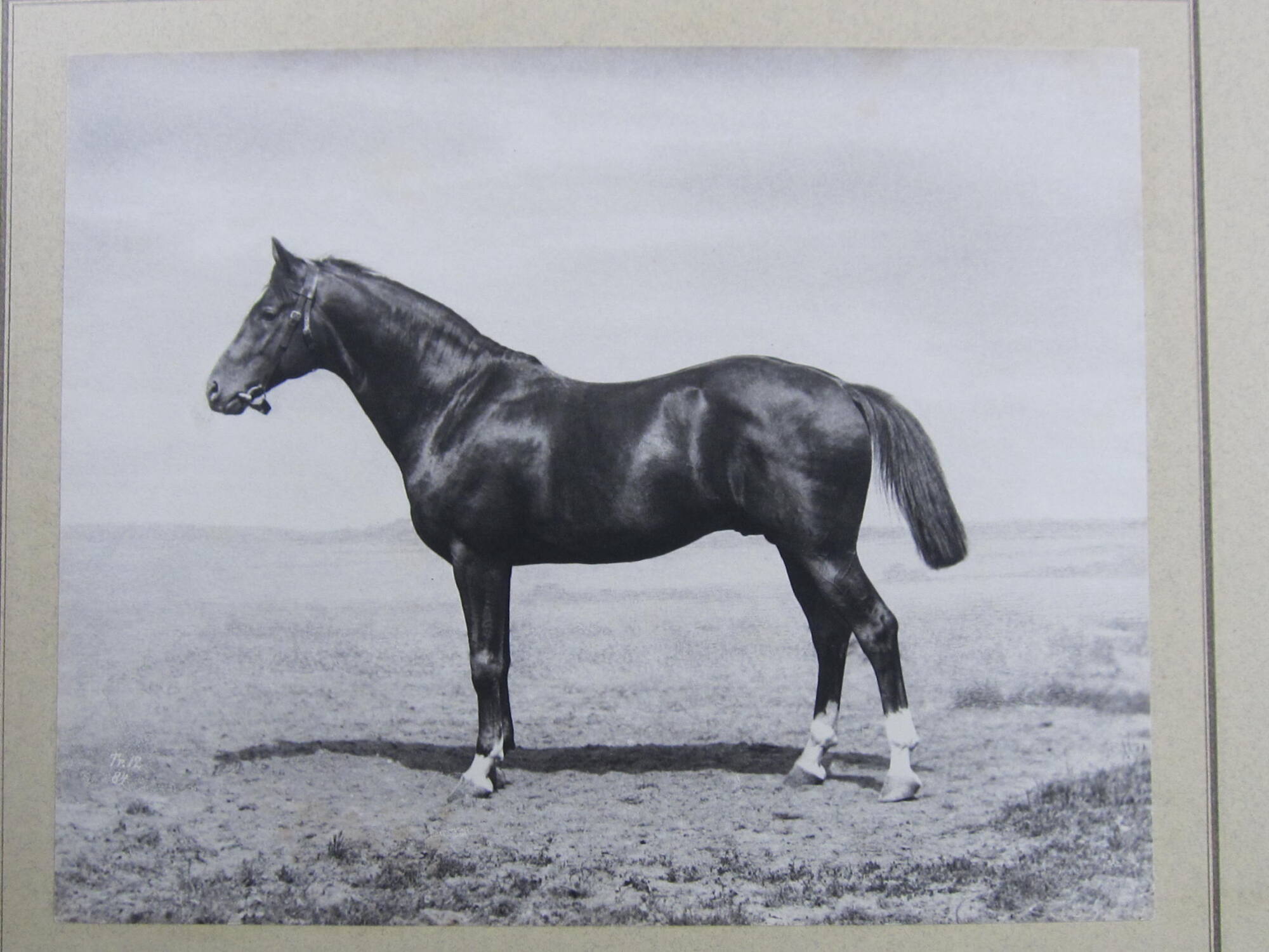 Eberhard II, Trakehner horse, royal stud farm, Prussia