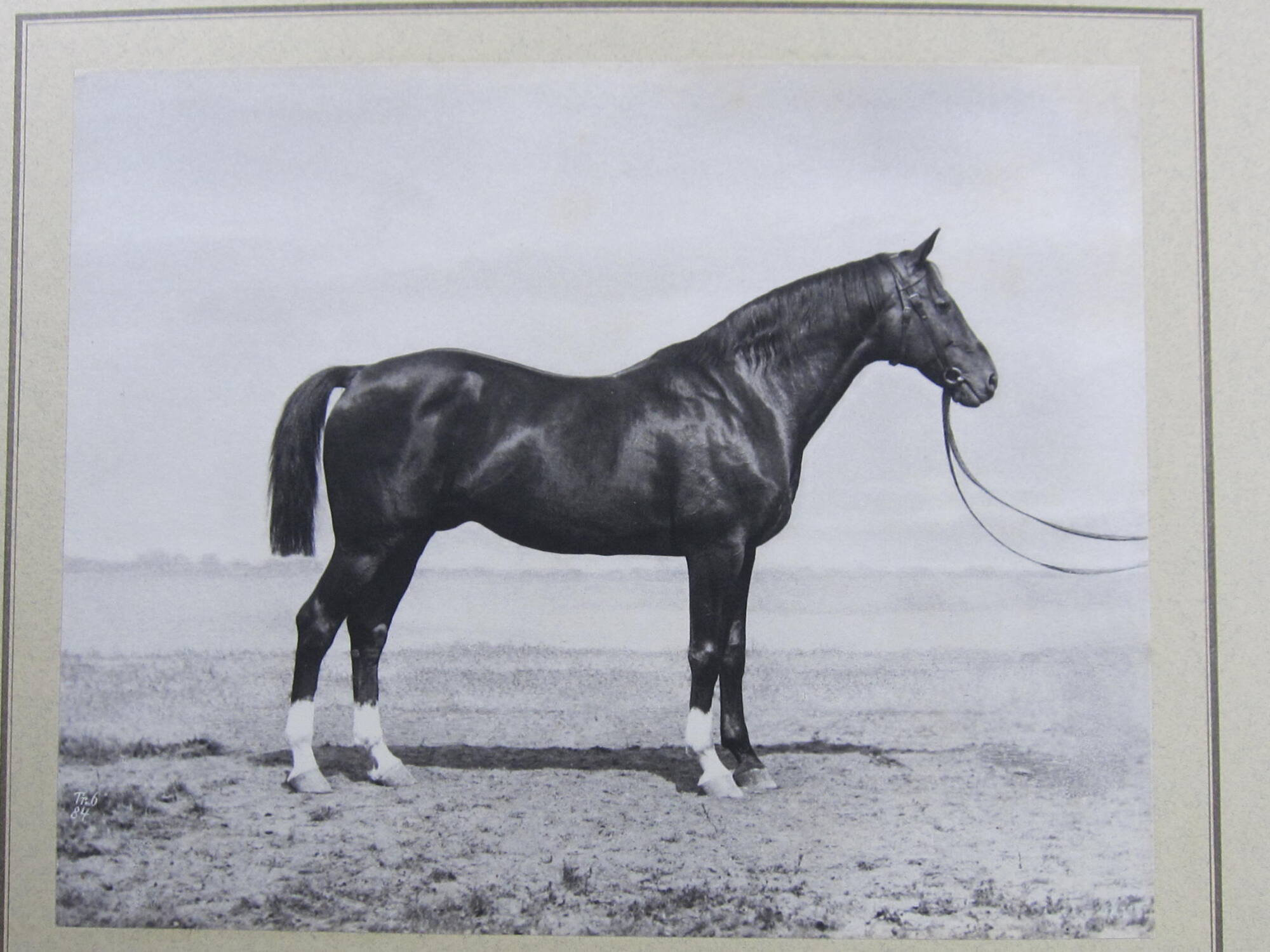 Malteser III, Trakehner horse, royal stud farm, Prussia