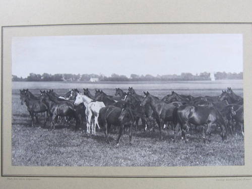 Trakehner horses, royal stud farm, Prussia