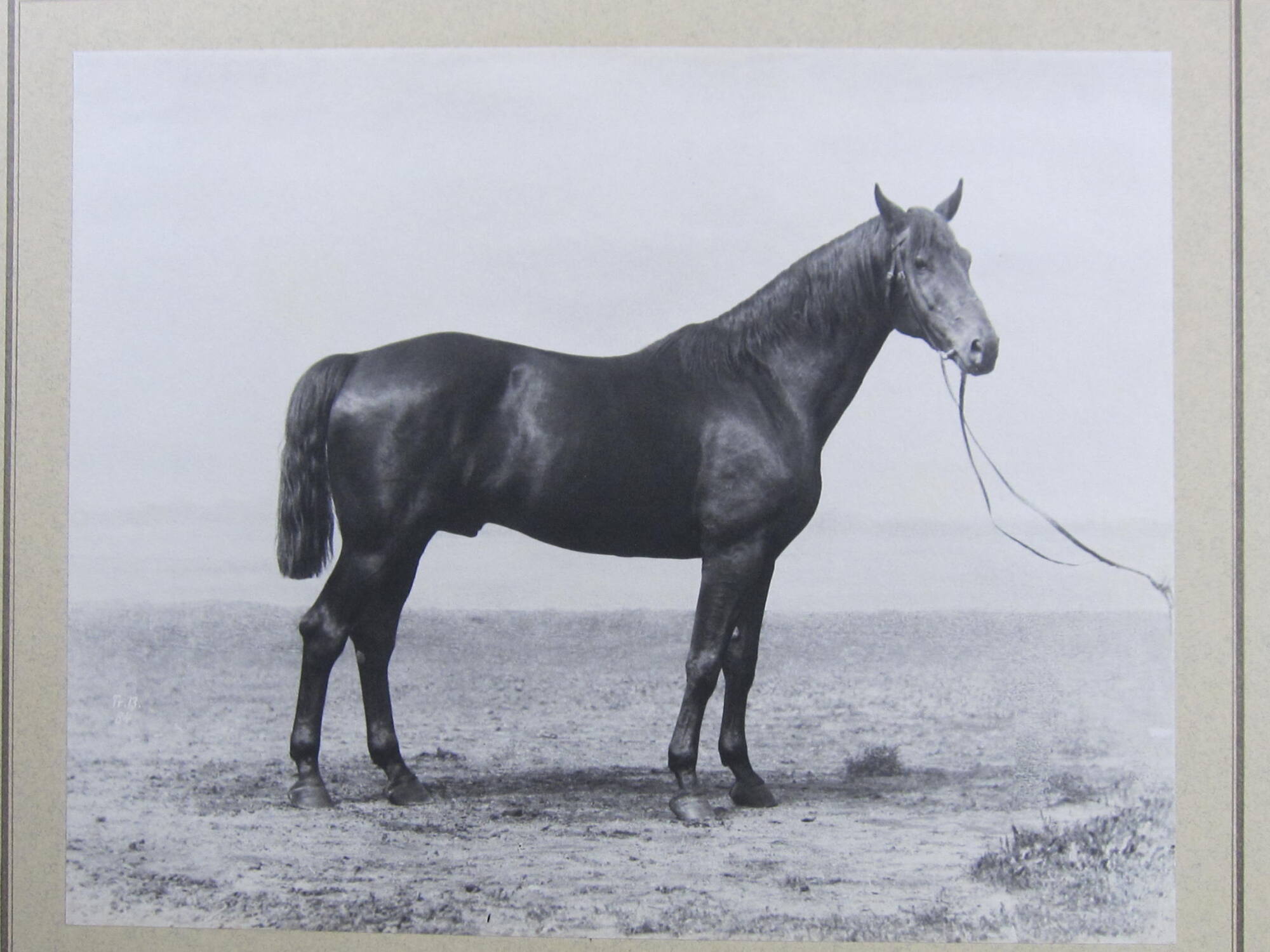 Fürstenberg III, Trakehner horse, royal stud farm, Prussia