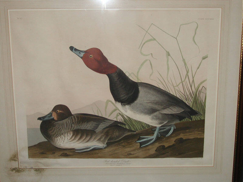 Red-headed Duck