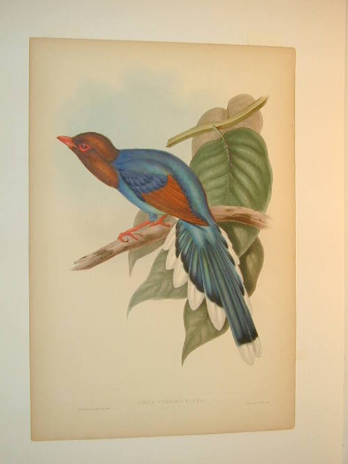 Cissa Pyrrhocyanea (Red and Blue Cissa)