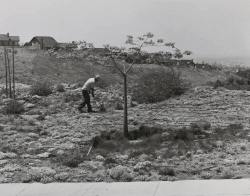 Landscaping, Anaheim Hills, California
