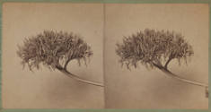 recto detail