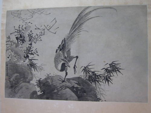Pheasant