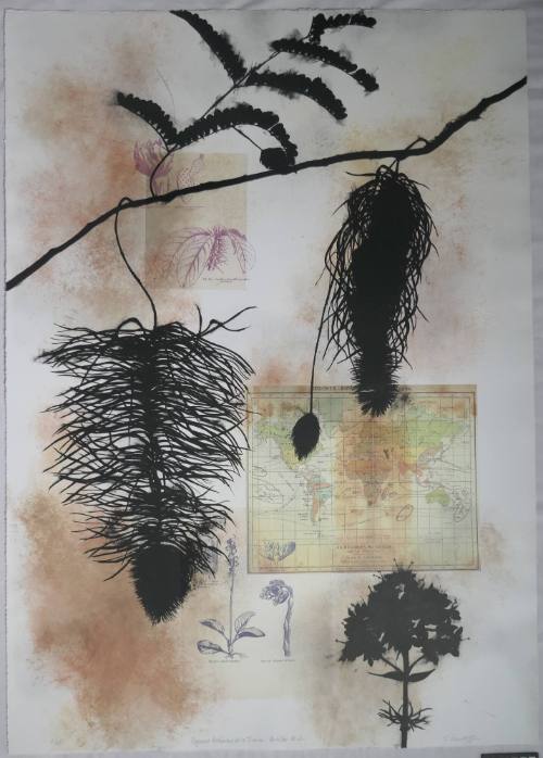 Regiones Botanicas de la Tierra: Antilles No. 1