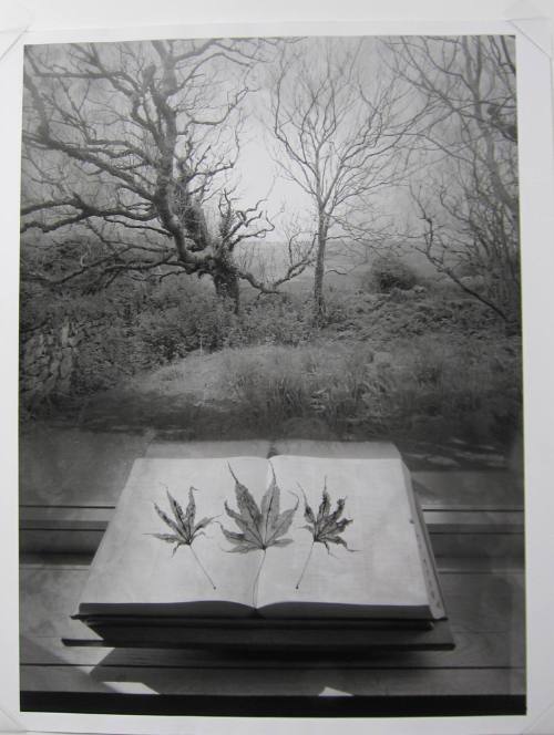 Every Leaf Already Knows II