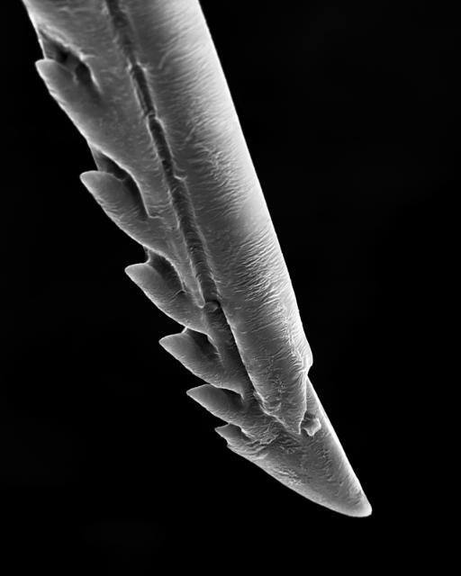 Image provided by donor - not for public use.