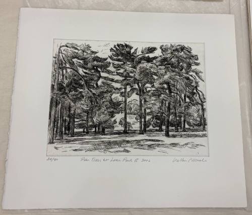 Pine Trees at Loose Park II