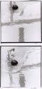 image overall