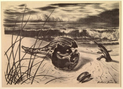 Sea Shells, Martha's Vineyard