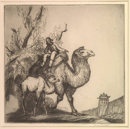 Peking Camels