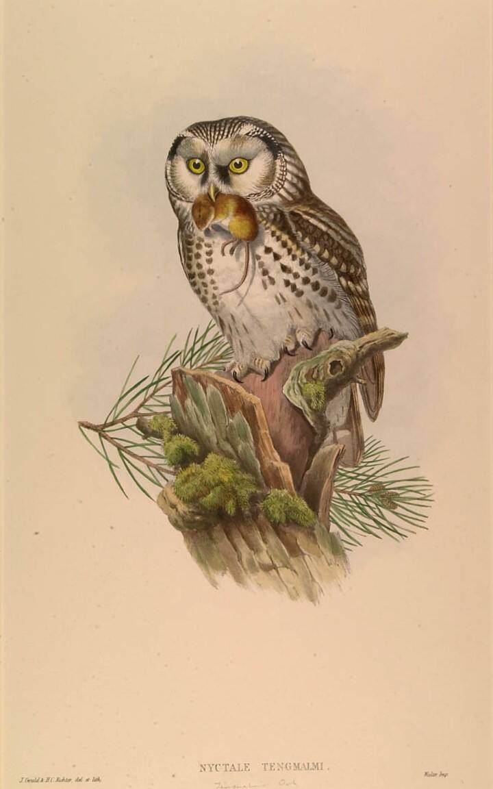 Nyctale Tengmalmi, (Tengmalm's Owl)