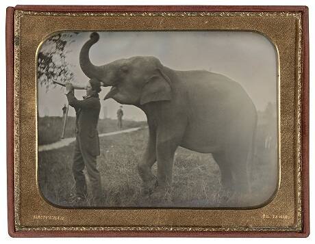 Man with Elephant