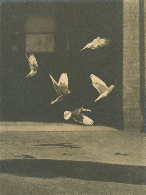 Pigeons in Flight
