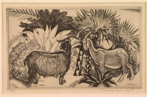 Sicilian Goats