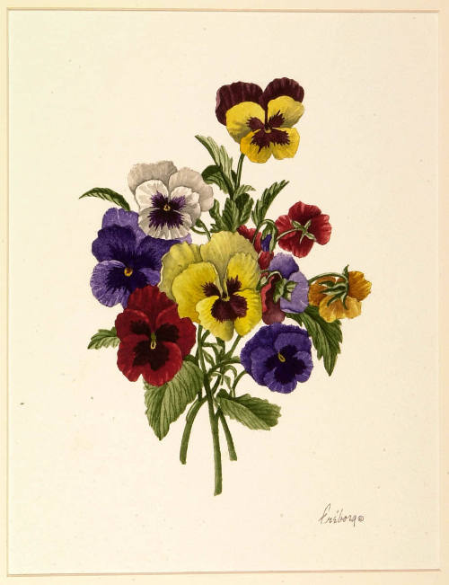Pansies