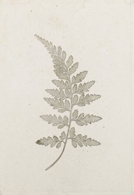 Arching Fern