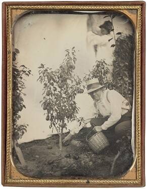 Man Picking Pears