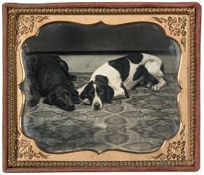 Two Dogs on Rug
