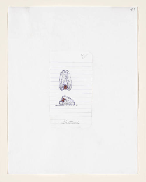 Notebook Page: Shuttlecock Study: Feathers over Nose