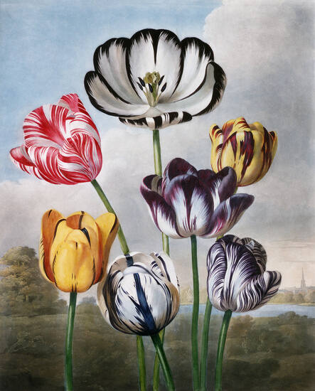 Tulips