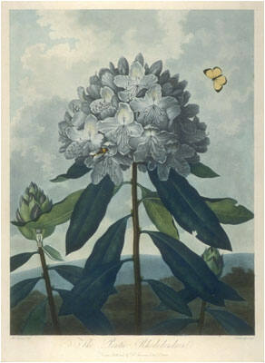 Pontic Rhododendron