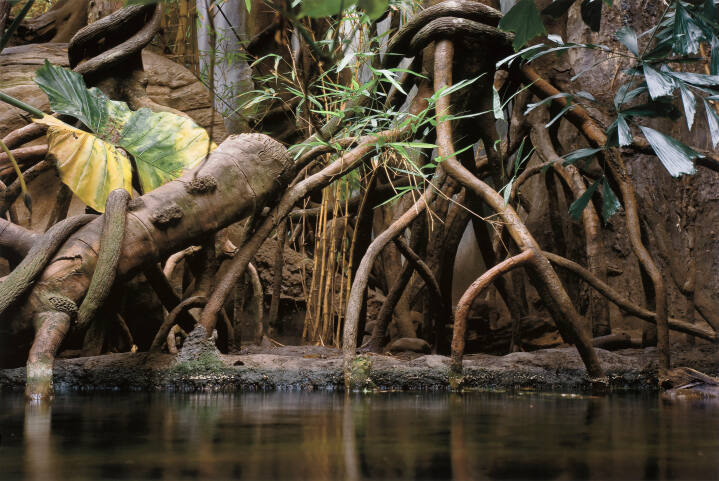 Pond, Lied Jungle