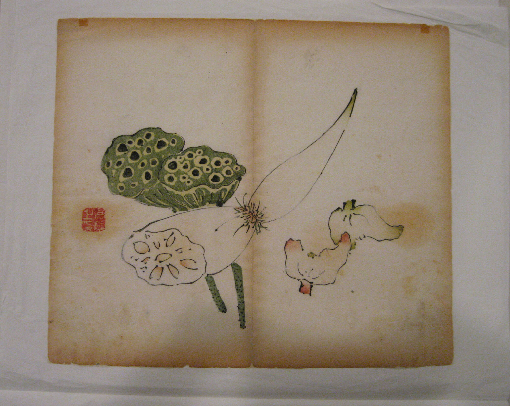Lotus Pods, Root and Two Water Caltrops