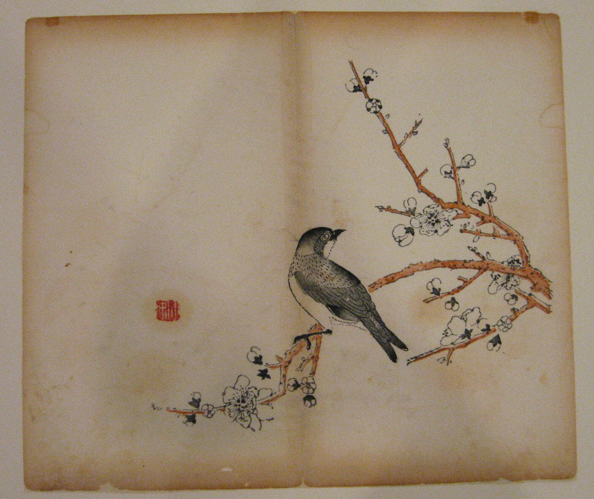 Bird Looking Right on Plum Branch