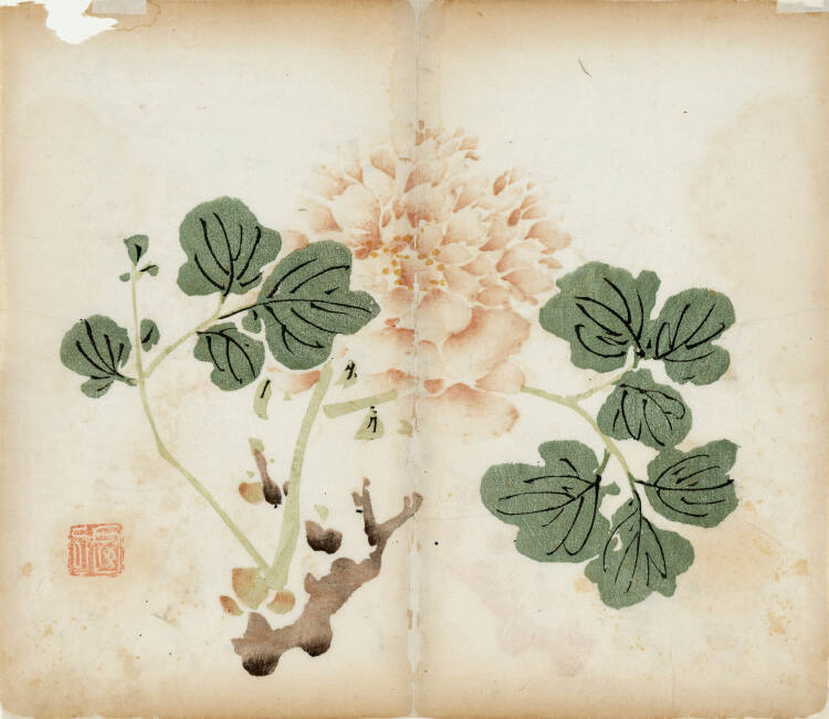 Tree Peony