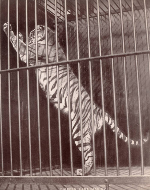 Tigress, Central Park, New York