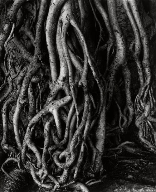 Tree Root