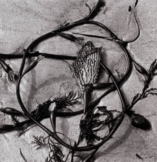 Kelp