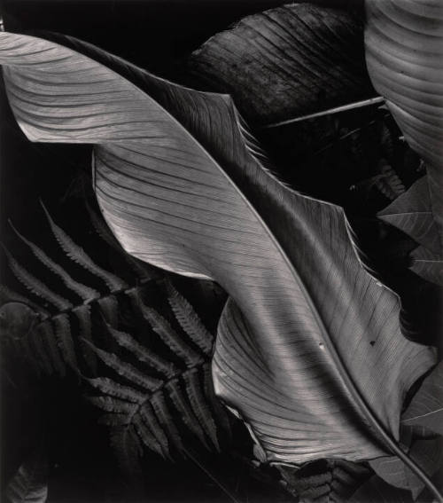 Leaf And Ferns, Hawaii, Botanical
