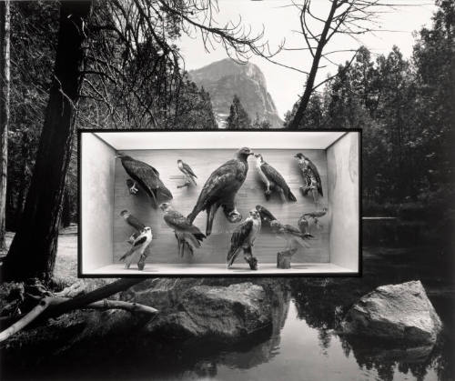 Untitled (birds in case/Yosemite)