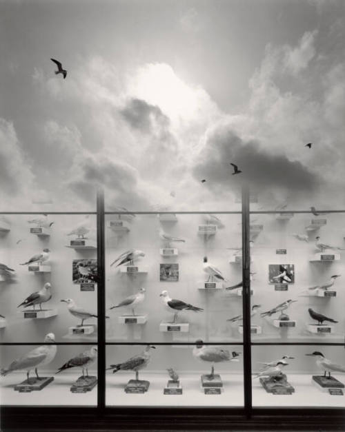 Untitled (case of birds/clouds/birds)