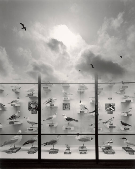 Untitled (case of birds/clouds/birds)