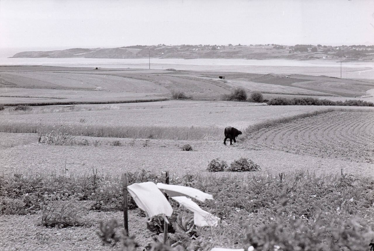 Landscape, near Langueux (Côtes-du-Nord)