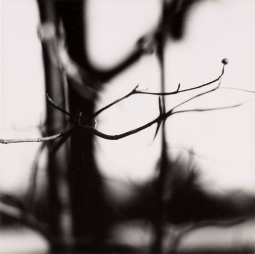 [Zen Twigs]