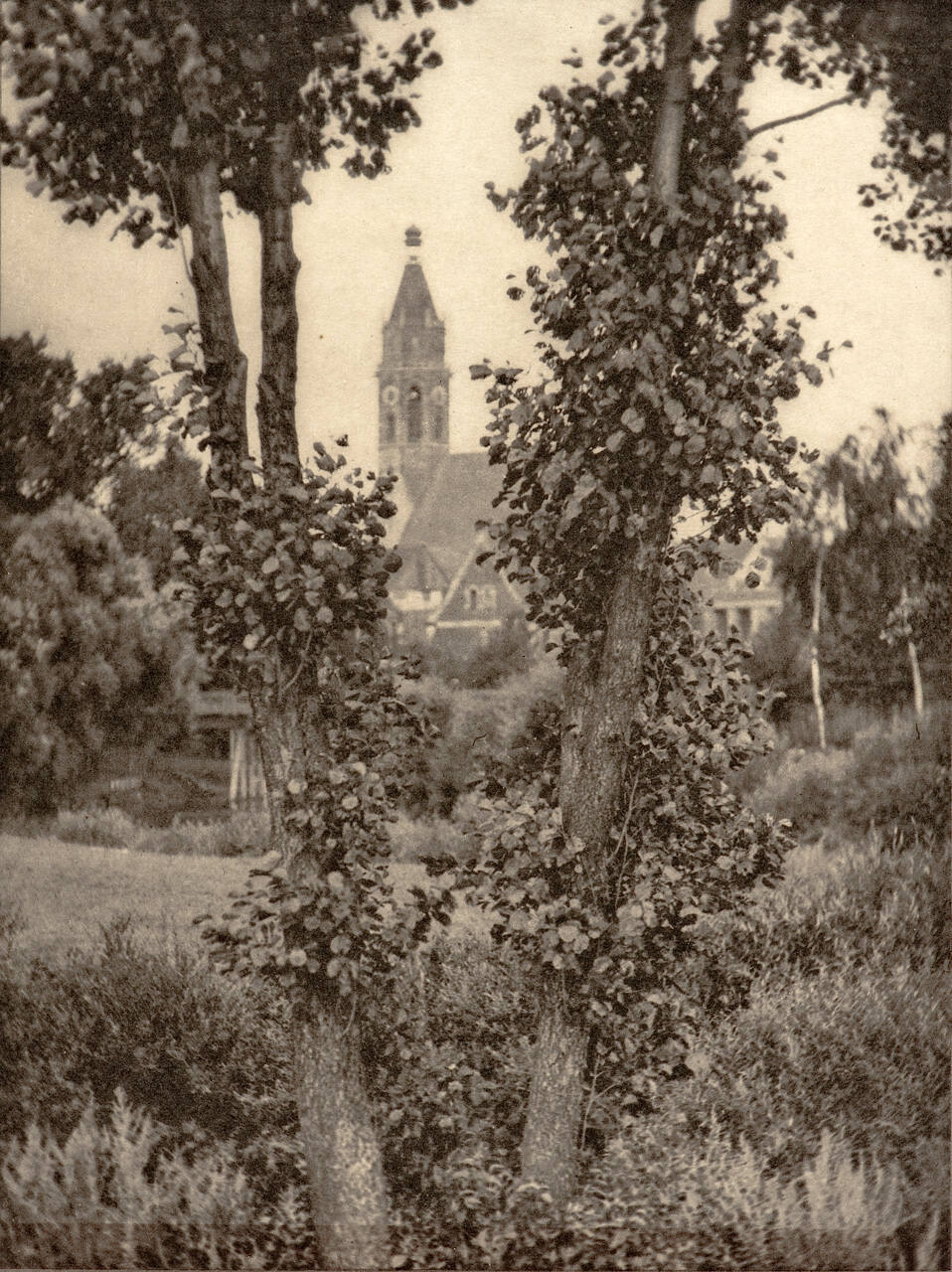 The Two Trees, Roth