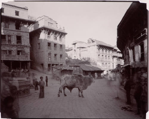 Old Bull, Nepal