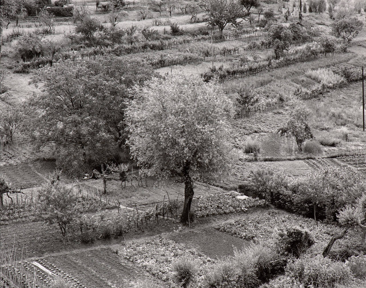 Siena, Italy (Dedicated to Frederick Sommer: The Hint that is a Garden)