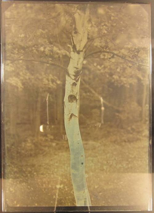 White Birch Tree, Blue Trunk