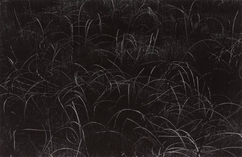 Grasses, Wisconsin