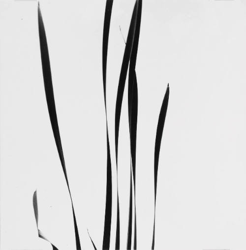 Cattails Against Sky