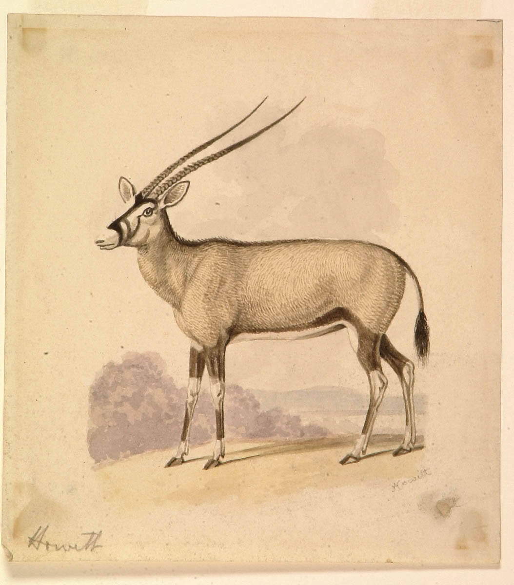 Samuel Howitt